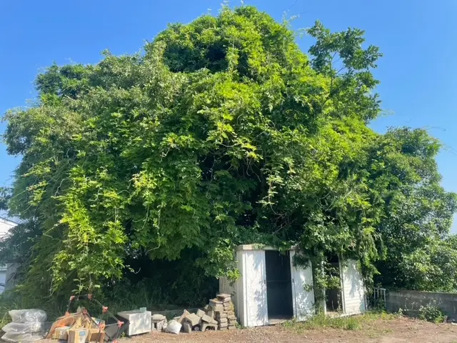仙台市の木の伐採作業